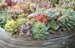 Assorted 2" Succulents - 20 Pack