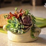 Assorted 2" Succulents - 20 Pack