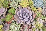 Assorted 2" Succulents - 20 Pack