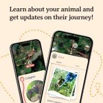 Fahlo Sloth Tracking Bracelet for Conservation