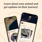 Penguin Tracking Bracelet - Support Global Penguin Society