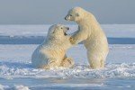Fahlo Polar Bear Tracking Bracelet - Supports Conservation