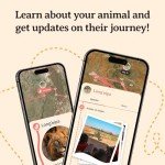 Fahlo Lion Tracking Bracelet - Support EWASO Lions