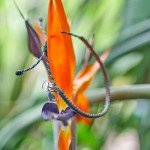 4Ocean Recycled Plastic Braided Parrot Fish Bracelet
