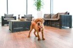 Cree Connected Max 1080P HD Smart Indoor Camera