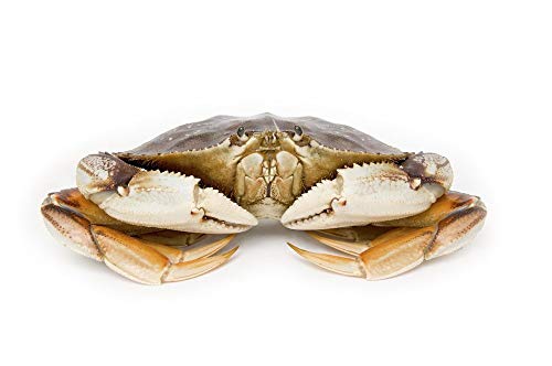 Fresh 8 lb Live Dungeness Crab