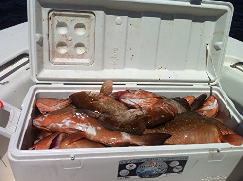 Wild Caught 2LB Red Grouper from Florida