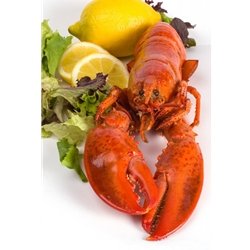 4 Pack - 1 1/8 lb Live Maine Lobsters