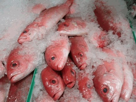Caribbean Red Snapper: 3 Lb. Avg (1-2 Fish) (Head On)