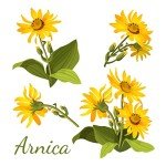 Natural Arnica Muscle Balm for Soreness Relief