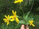 Royal Arnica Salve for Fast Pain Relief