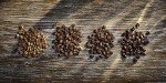 Taylors of Harrogate 1 Kg Espresso Beans
