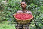 Ethiopia Sidamo Medium Roast Whole Bean Coffee 250g