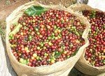 Fairtrade Blue Mountain Medium Roast Ground Coffee 1kg