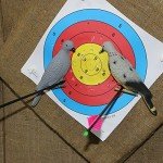 EVA Foam Pigeon Decoy Set for Shooting Practice