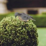 Realistic Miniature Pigeon Garden Yard Stake