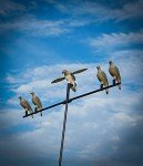 MOJO Outdoors Clip-On Dove Decoys - Set of 4