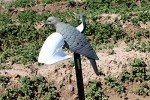MOJO Spinning Wing Dove Decoy for Hunting