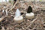 MOJO Dove-A-Flicker Spinning Wing Decoys - 4 Pack