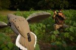 Mojo Voodoo Dove Motion Decoy for Hunting