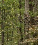 Realtree Camo Hunting Pants with 6 Pockets