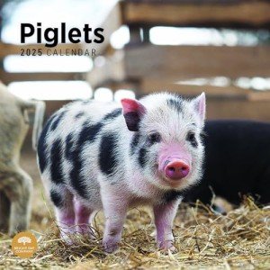 Cute Piglets Monthly Wall Calendar 2025