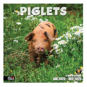 Cute Piglets 2025 Wall Calendar - 12 Months