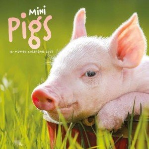 Mini Pigs 2025 Wall Calendar - Adorable Carousel
