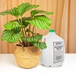 BISupply 1 Gallon Type II Deionized Water