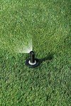Pressure Regulated Pop-Up Sprinkler with Check Valve