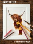 Hairy Potter (Art Print) | Highland Cow Print | Highland Cow Art | Scottish Highland Cow Home Decor Illustration | Harry Potter