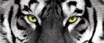 V12 Tiger Visor Tint Decal for Motocross Helmets