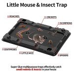 Sticky Mouse & Insect Traps - 12 Pack