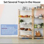 Sticky Mouse & Insect Traps - 12 Pack