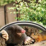 Moletox Poison Bait for Moles & Gophers, 1 lb