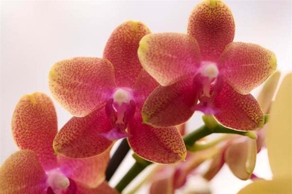 Rare Scented Orange Orchid Plant - 45cm Height