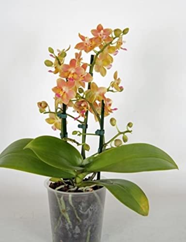 Asian Orange 2-Stem Orchid Bouquet