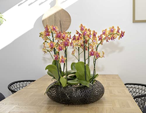 Rare Scented Orange Orchid Plant - 45cm Height