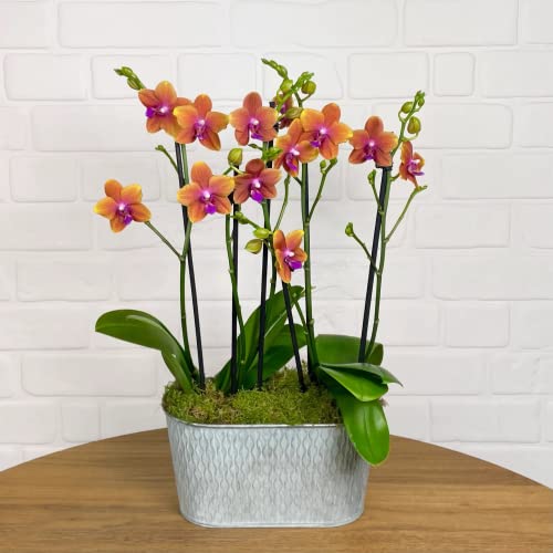 Rare Scented Orange Orchid Plant - 45cm Height