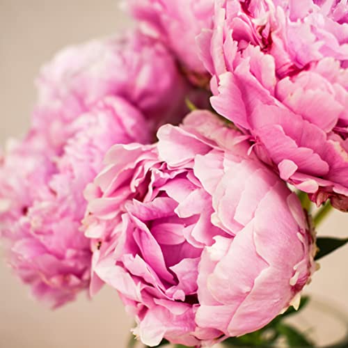 Pink Peony Bouquet for Special Occasions