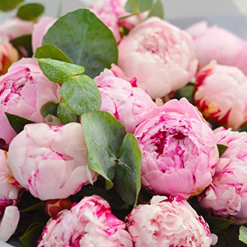 Pink Peony Bouquet for Special Occasions