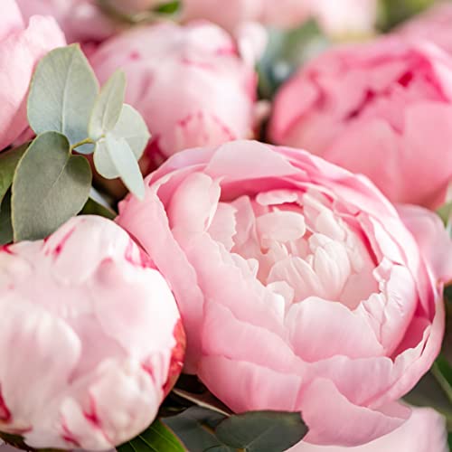 Pink Peony Bouquet for Special Occasions