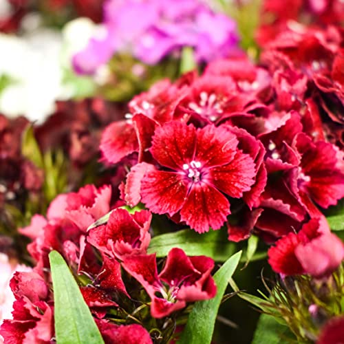 Summer Peony Bouquet - Perfect Gift for Occasions