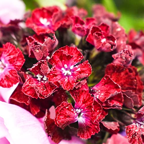 Summer Peony Bouquet - Perfect Gift for Occasions