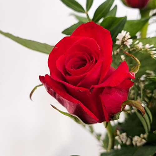 Fresh Red Roses Bouquet - Perfect Gift Idea