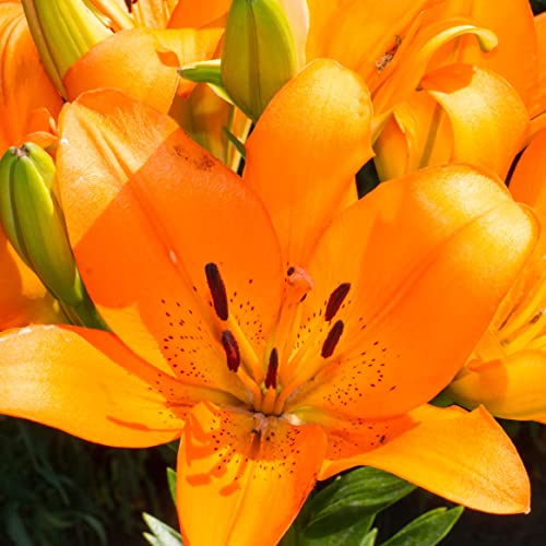 Orange Lily Bouquet - Perfect Gift for Any Occasion