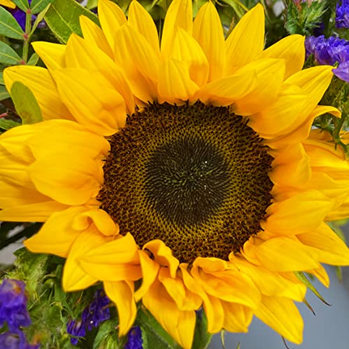Summer Sunflower Bouquet for All Occasions