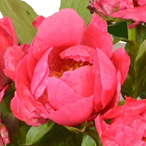 Dark Pink Peony Bouquet - Perfect Gift