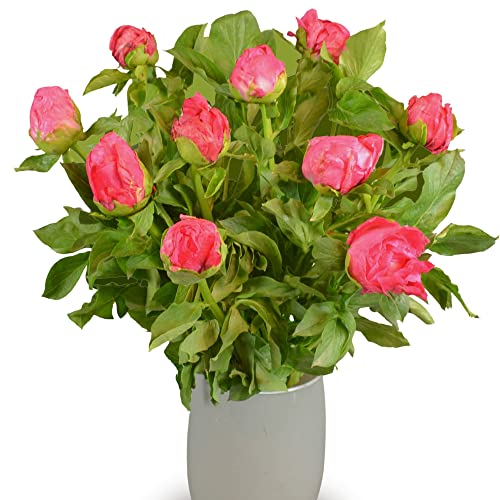 Dark Pink Peony Bouquet - Perfect Gift