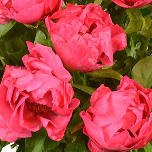 Dark Pink Peony Bouquet - Perfect Gift